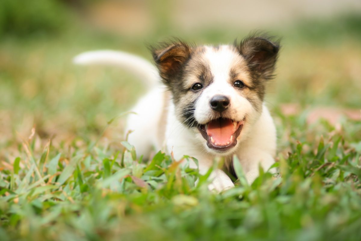 Pourquoi ton chiot aboie et comment le faire cesser de japper?
