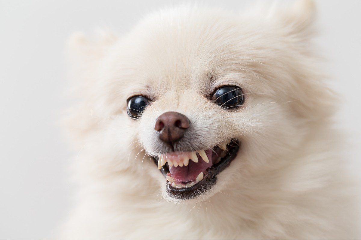 Attention, chien méchant et agressif ?