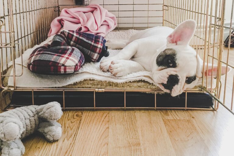 Habituer un chien à la cage et à la solitude