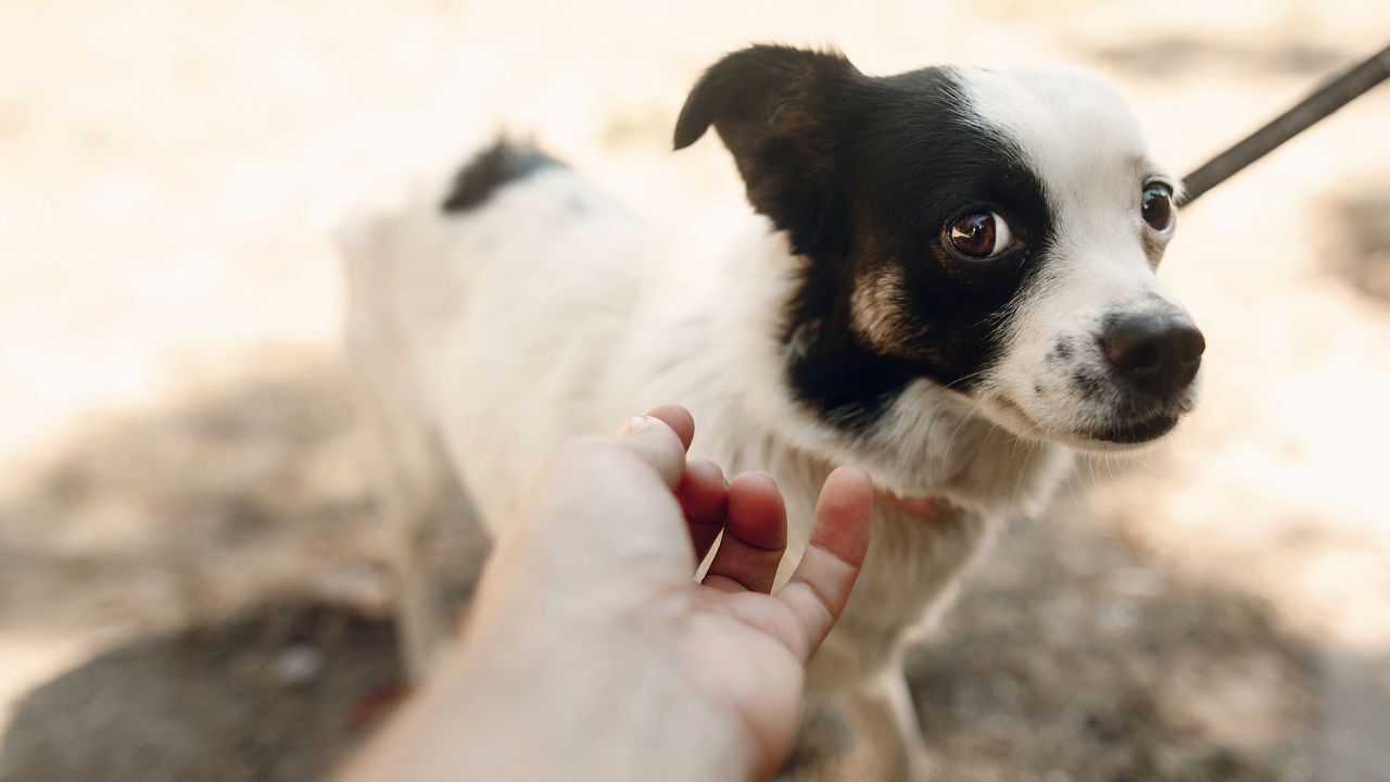Mon chien a peur des gens et jappe après les invités