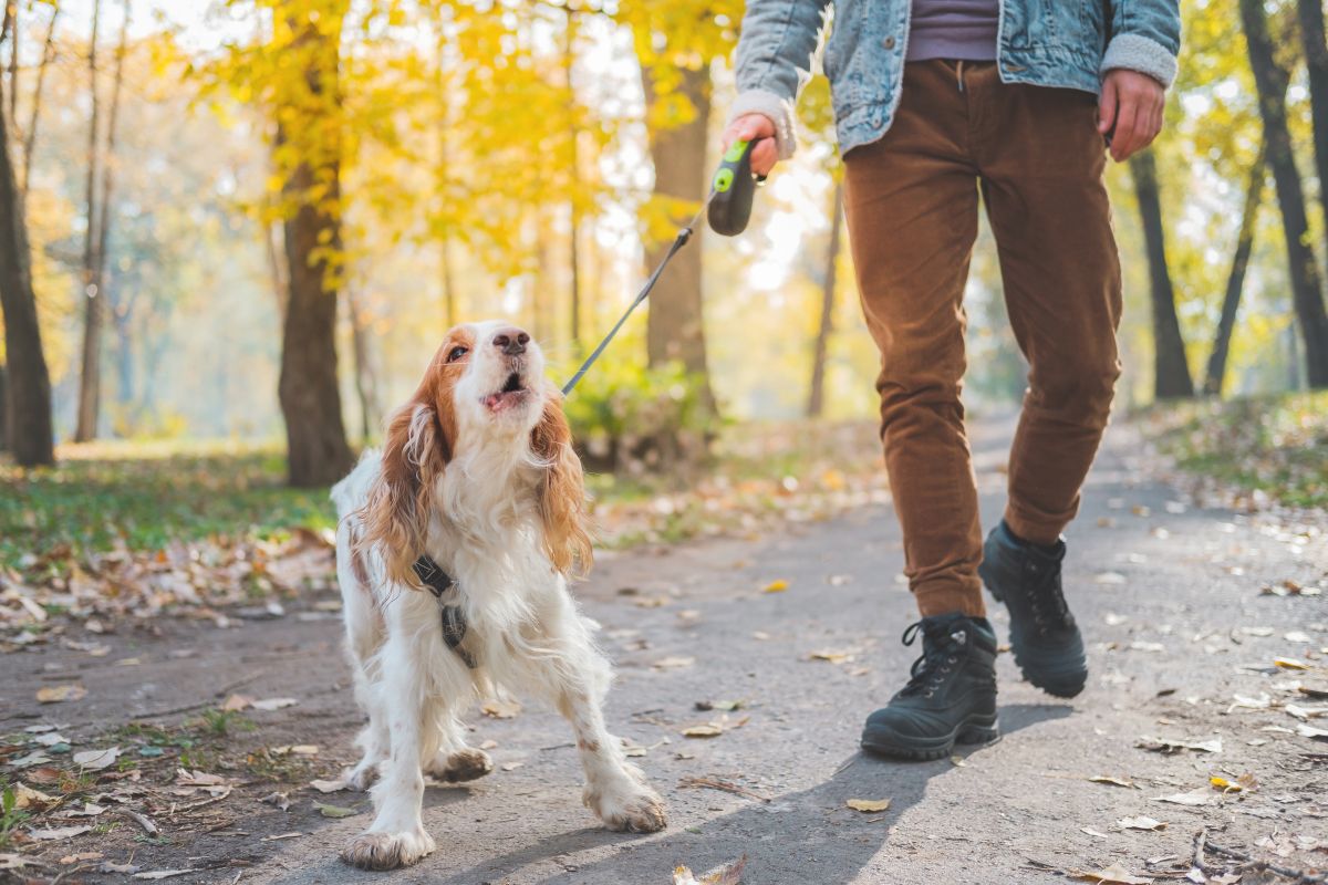 Réactivité canine: mon chien est ingérable en laisse