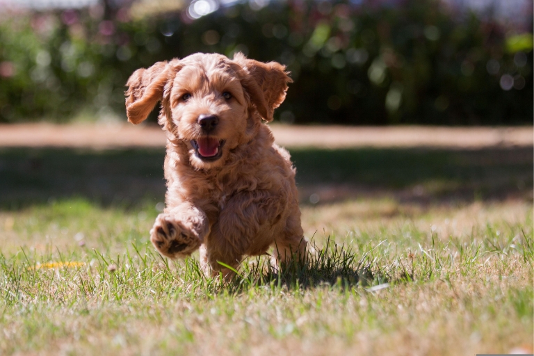 Coffre de cours pour chiots et jeunes chiens ados