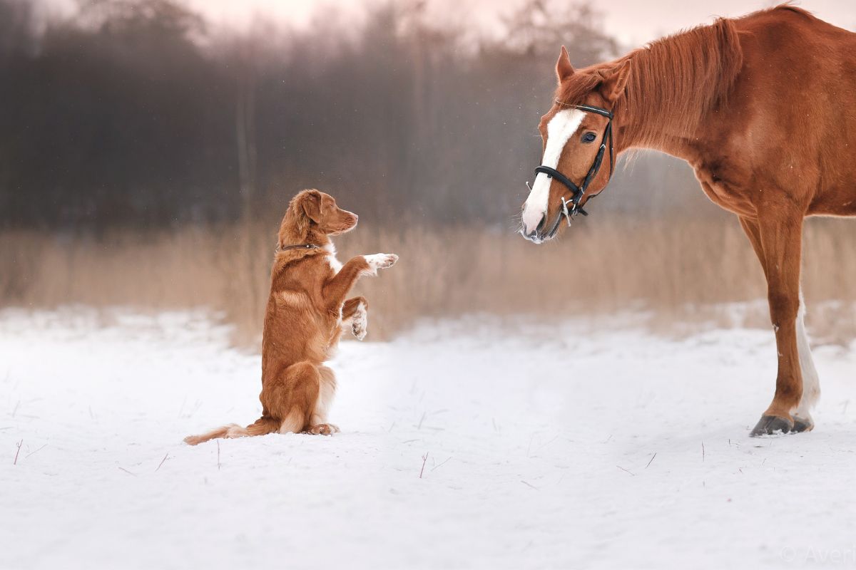 Cohabitation du chien avec d&rsquo;autres animaux