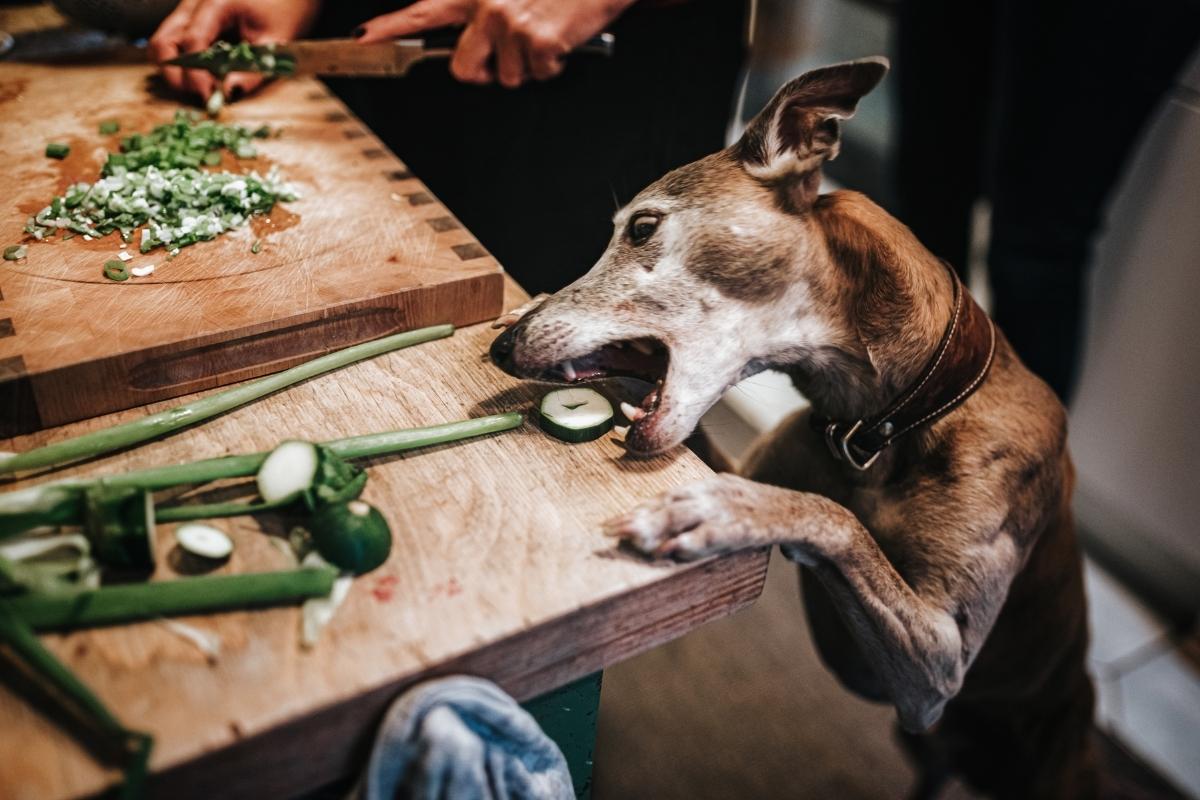Mon chien saute sur les comptoirs et vole la nourriture