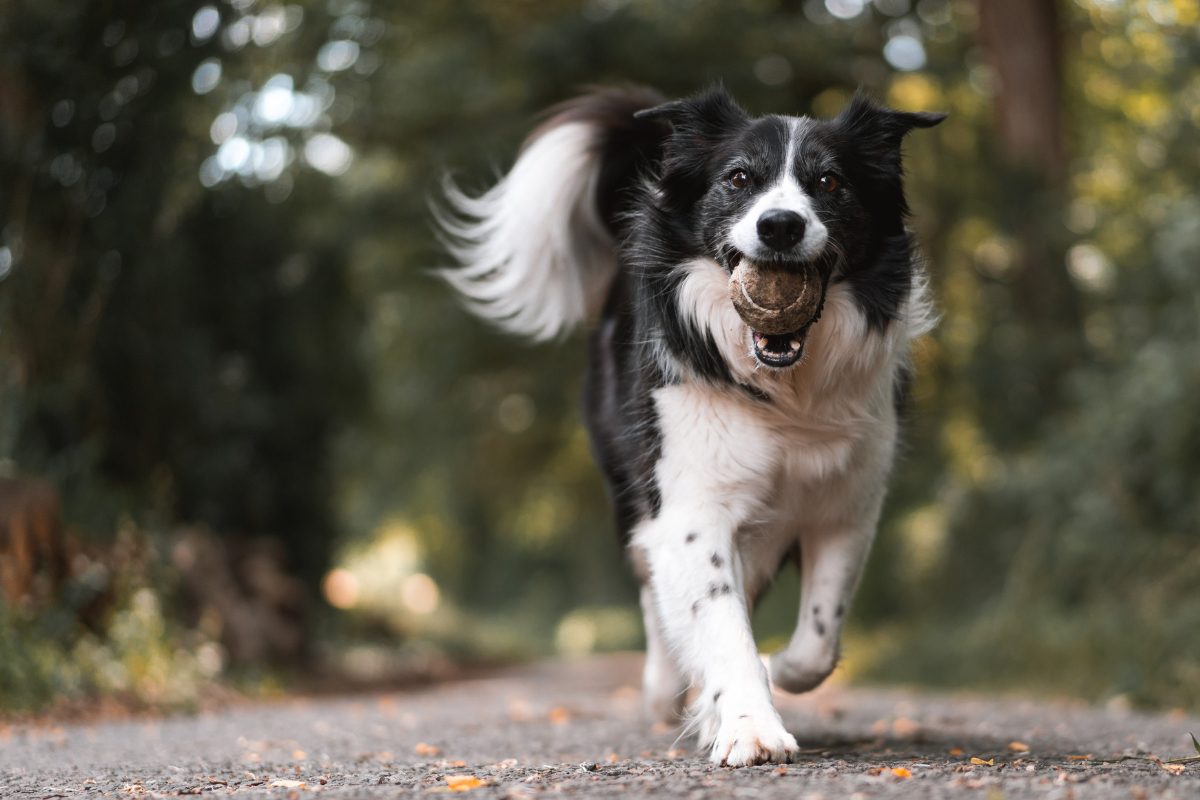 Comprendre ton chien et ses limites