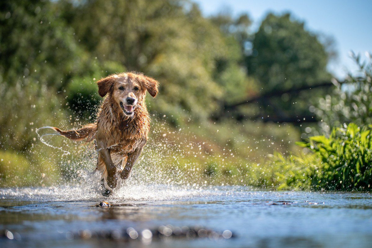 L&rsquo;indispensable cours de secondaire pour chiens adolescents