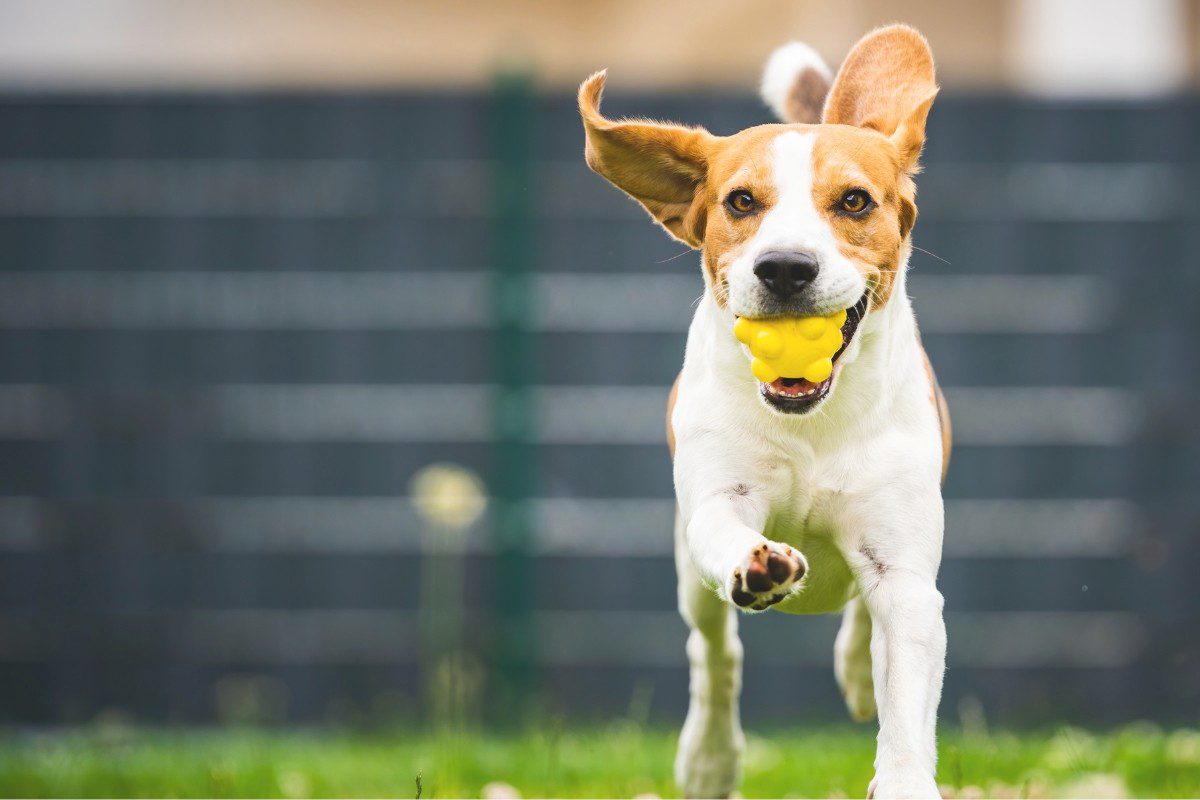 La crise d&rsquo;adolescence chez le chien : nos conseils de pro