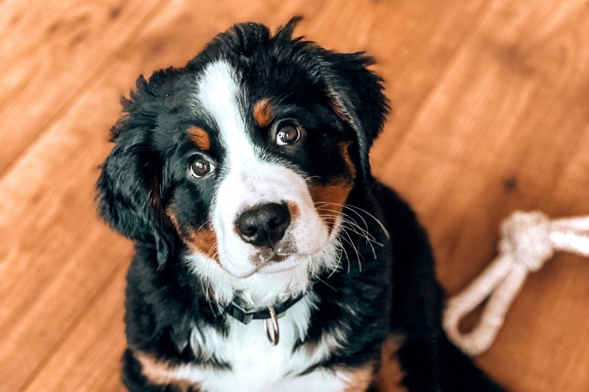Le secret #1 pour bien démarrer l&rsquo;éducation de ton chien