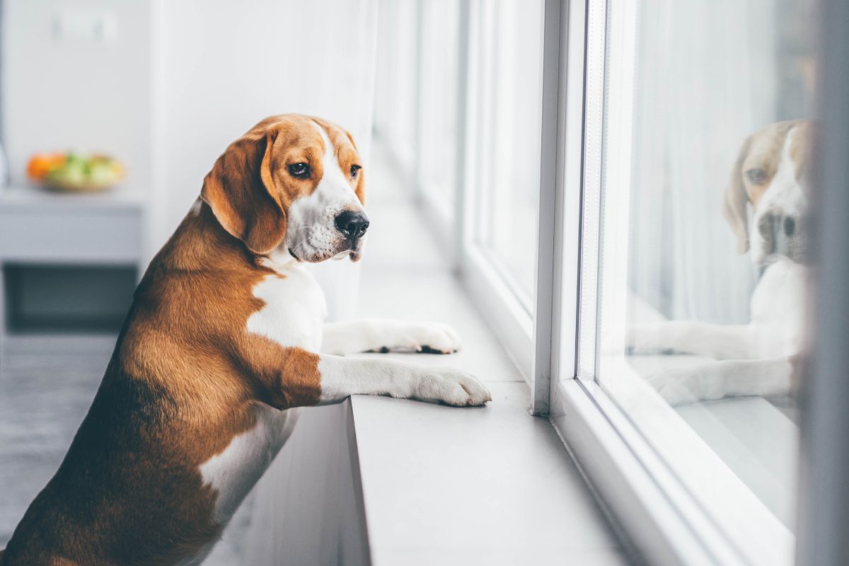 Évaluer si ton chien fait de l&rsquo;anxiété de séparation… ou pas !