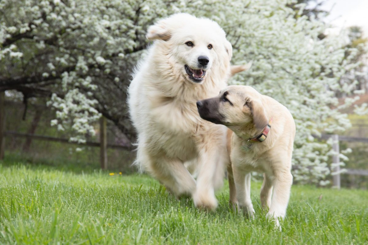 Gérer les interactions sociales et le jeu entre chiens
