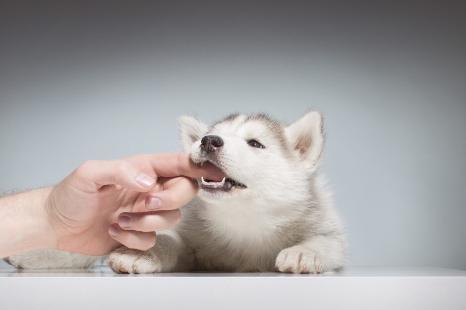 Faire cesser les mordillements de mon chiot