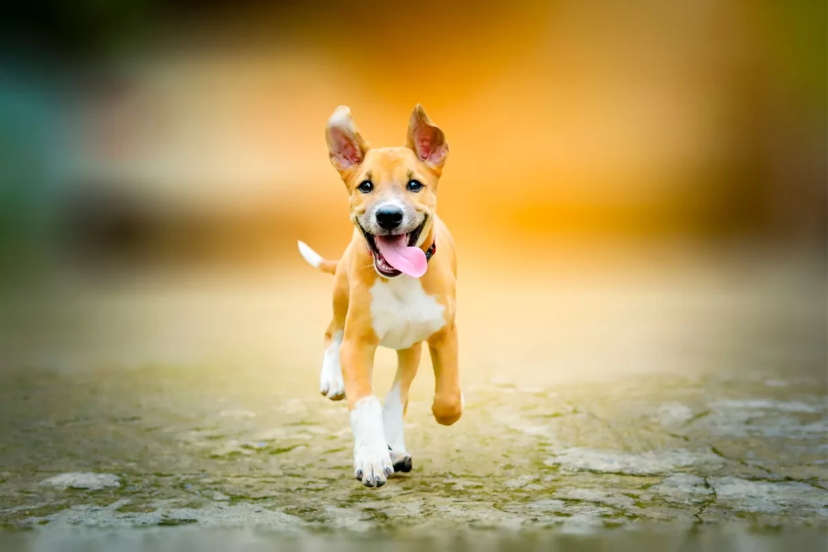 Nom du chien: synonyme d’attention et d’interrupteur