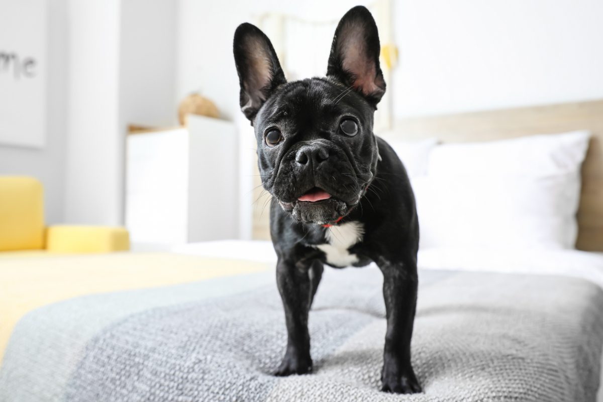 Mon chien grogne quand j&rsquo;approche du sofa