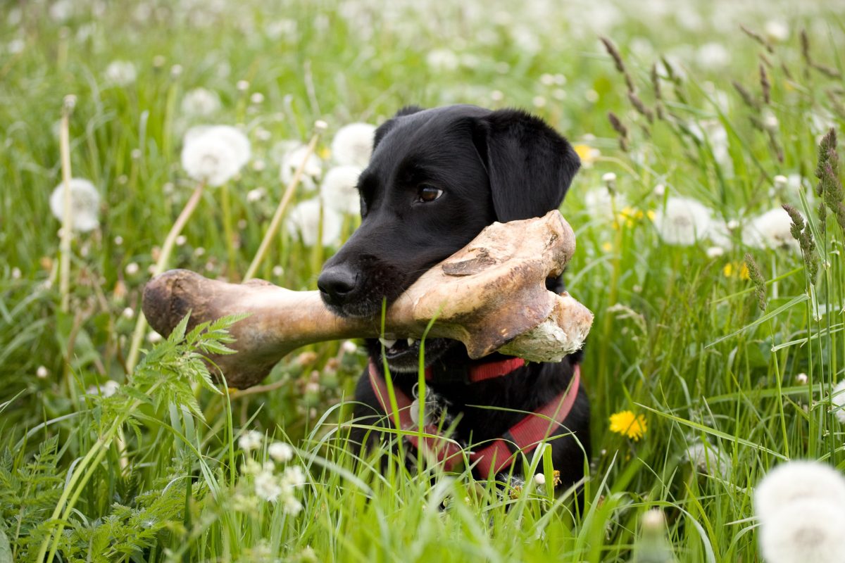 Mon chien protège ses os, ses jouets et sa nourriture