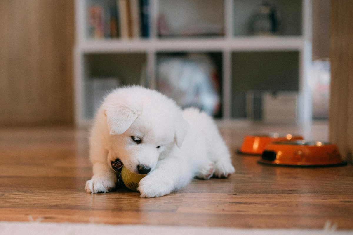 Toutes les solutions pour la protection de ressources chez le chiot