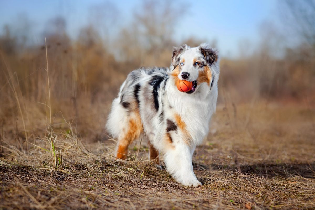 Recueil de jeux pour améliorer le focus de ton chien