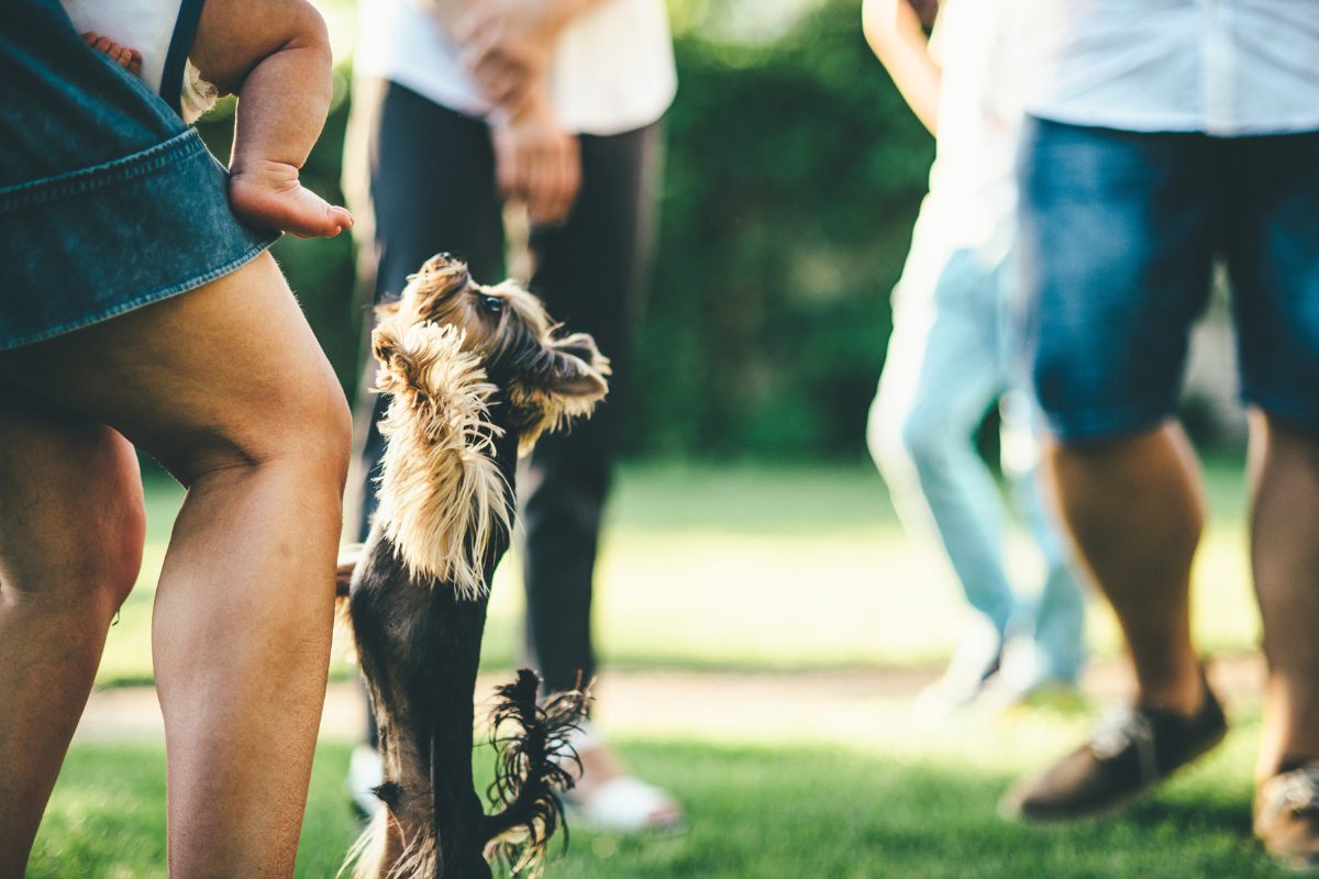 Empêcher mon chien de sauter sur les gens