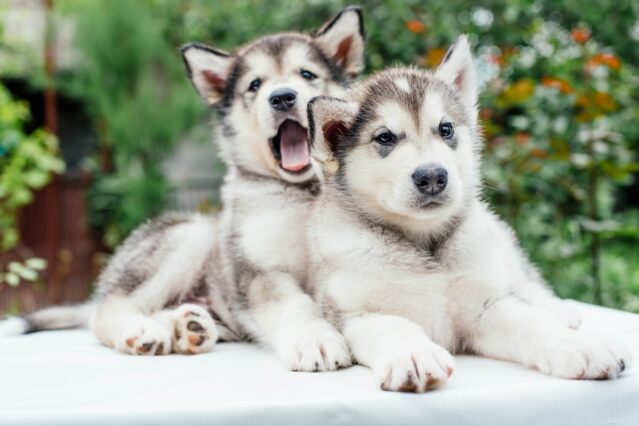 Socialisation du chiot : éviter un chien qui a peur de tout