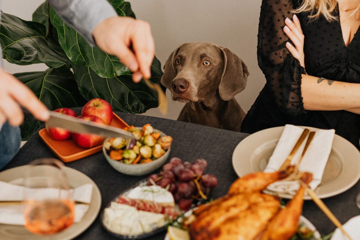 3 trucs pour se débarrasser du CHAOS à l&rsquo;arrivée des invités avec mon chien