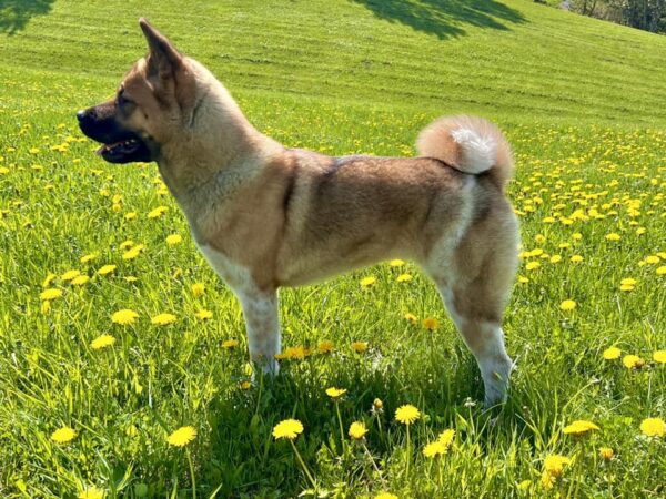 Akita américain