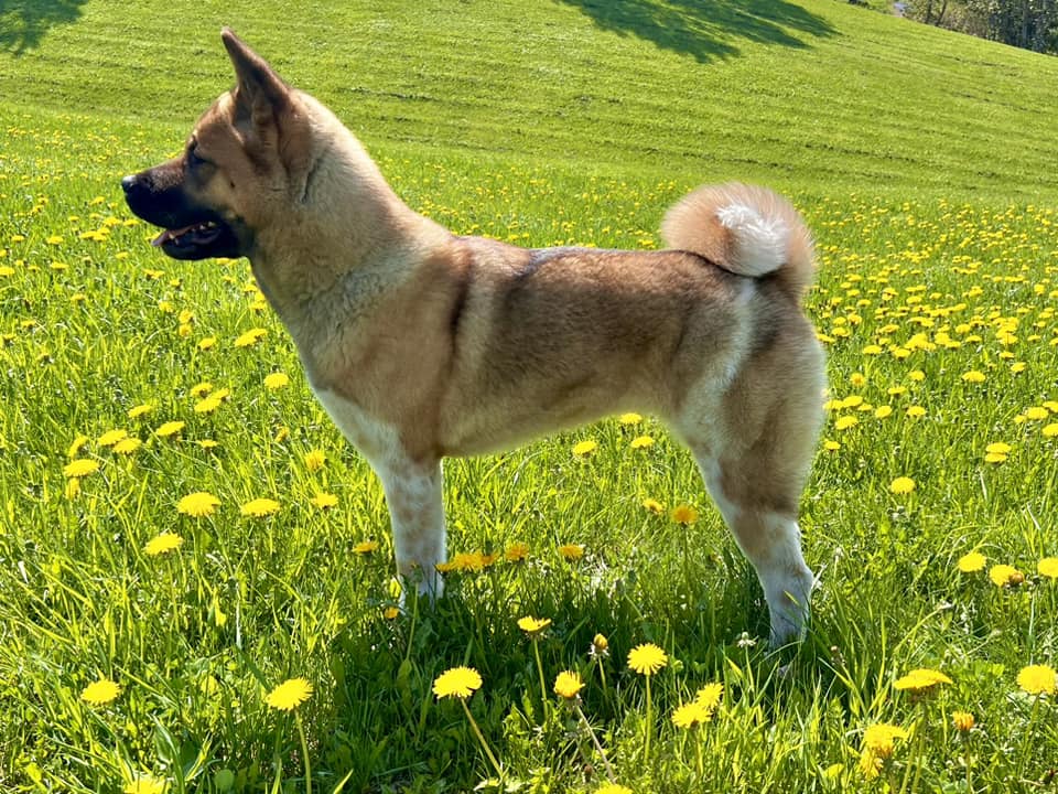 Akita américain