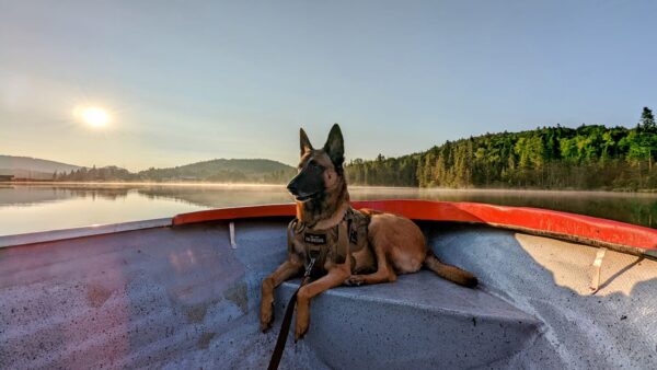 Berger Belge Malinois