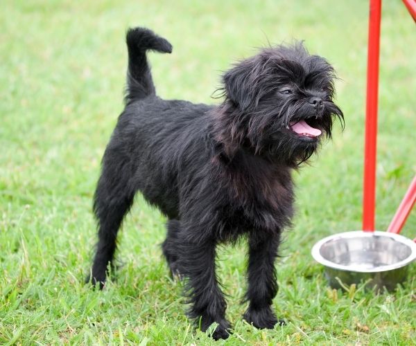 Affenpinscher