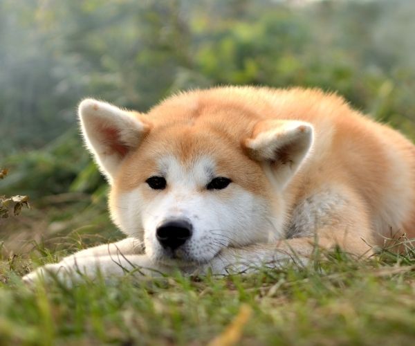Akita Inu