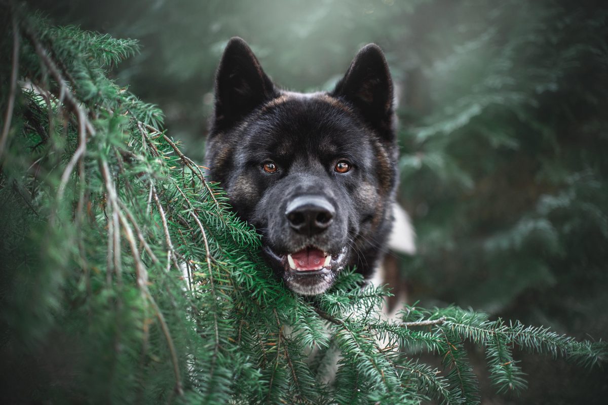 akita inu