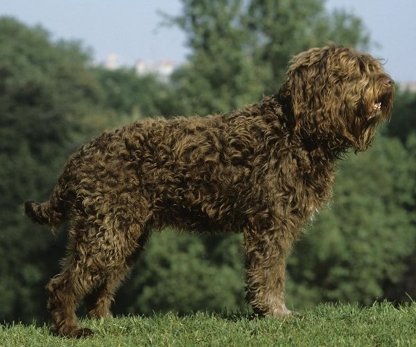 Barbet