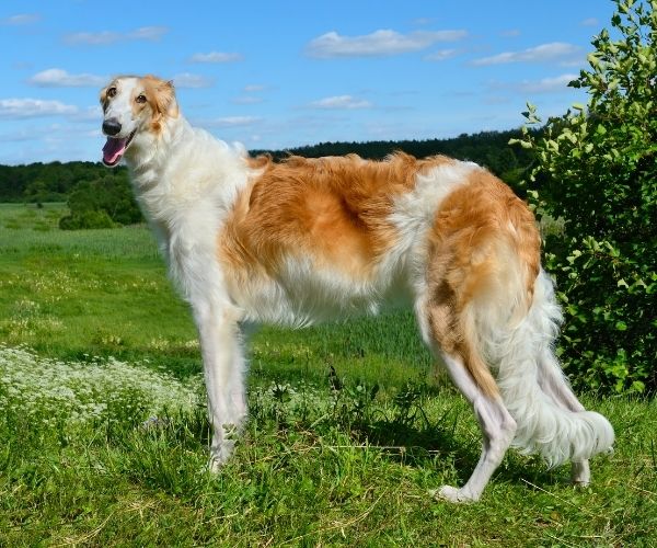 Barzoi