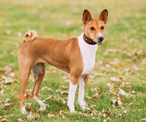 Basenji