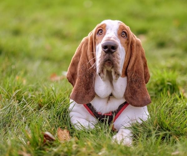 Basset hound