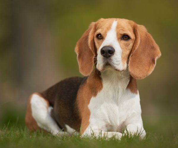 Beagle