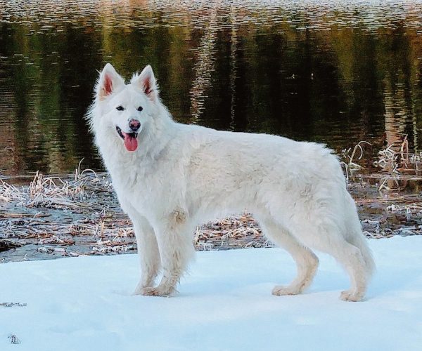 Berger blanc suisse