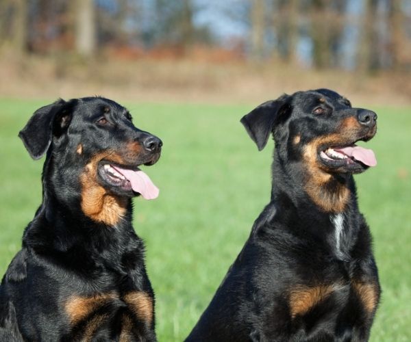 Beauceron