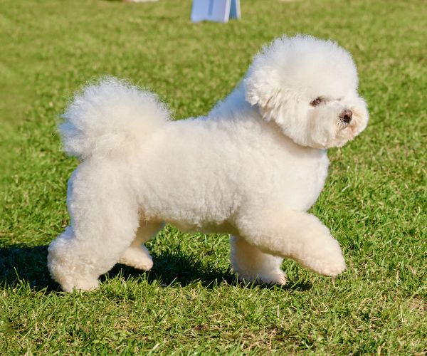 Bichon frisé