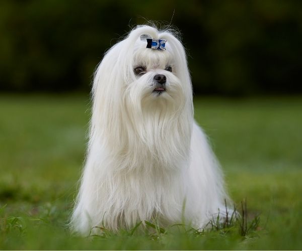 Bichon Maltais