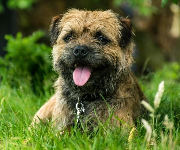 Terrier Border