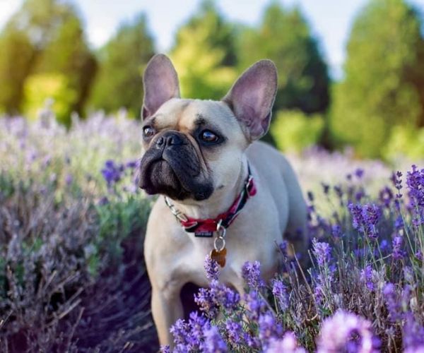 Bouledogue Français