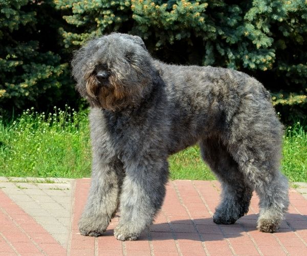 Bouvier des Flandres