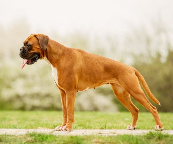 Boxer