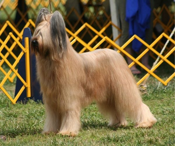 Briard