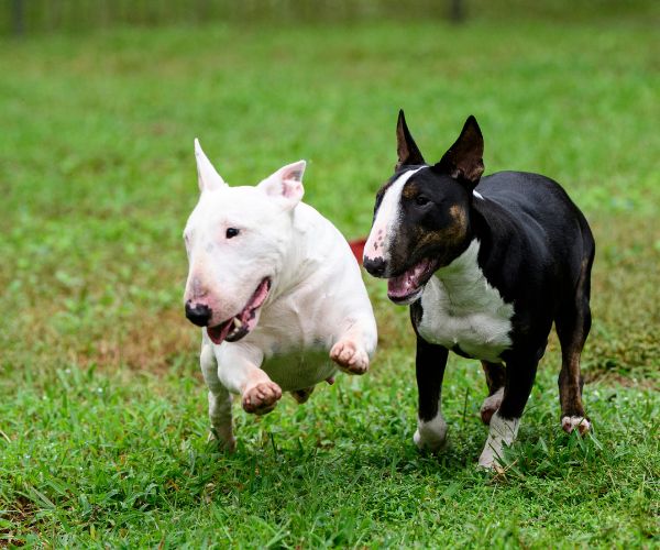 Bull Terrier miniature