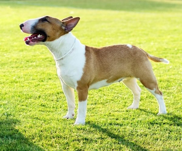 Bull Terrier