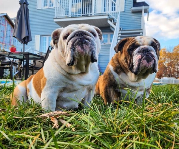 Bouledogue anglais