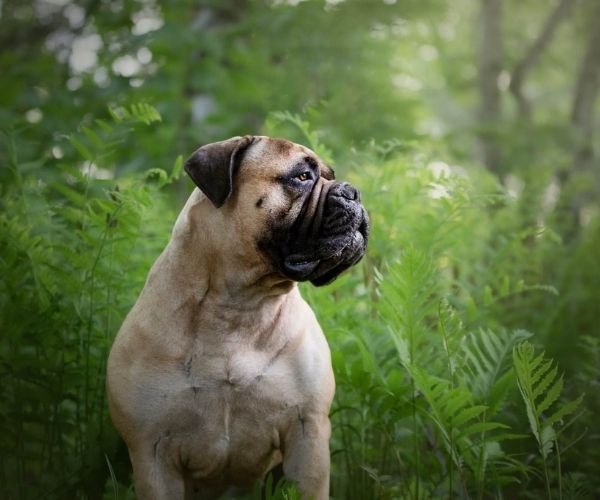 Bullmastiff
