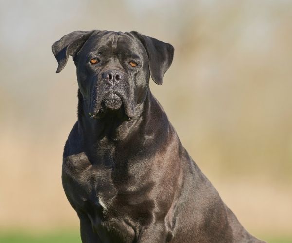 cane corso