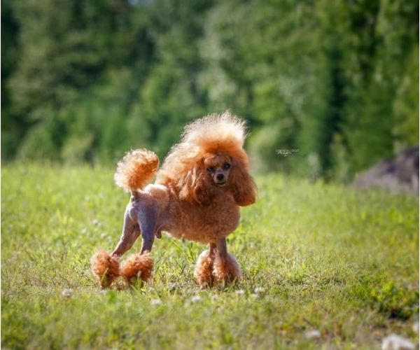 Caniche nain