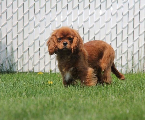 Cavalier king charles